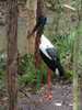 AUSTRALIA017.JPG