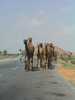 INDIA023.JPG