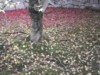FOTO011.JPG